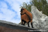 /album/animaux/photo-062-jpg/